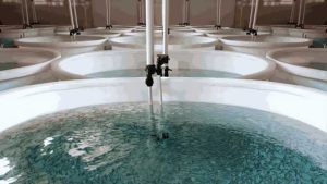 راهنمای آبزی پروری مدار بسته | A Guide to Closed Circuit Aquaculture