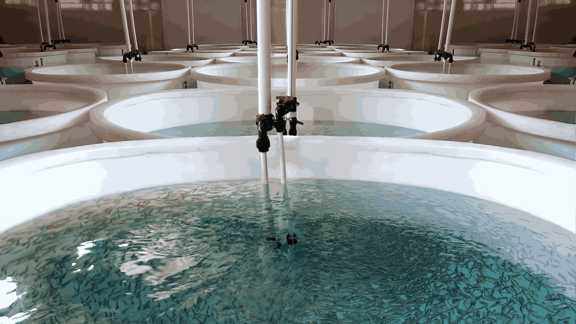 راهنمای آبزی پروری مدار بسته | A Guide to Closed Circuit Aquaculture