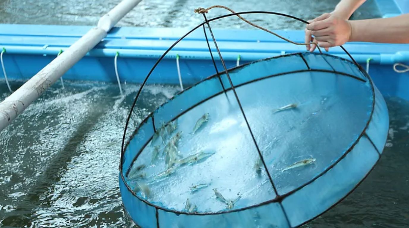 What is a Shrimp Nursery?
