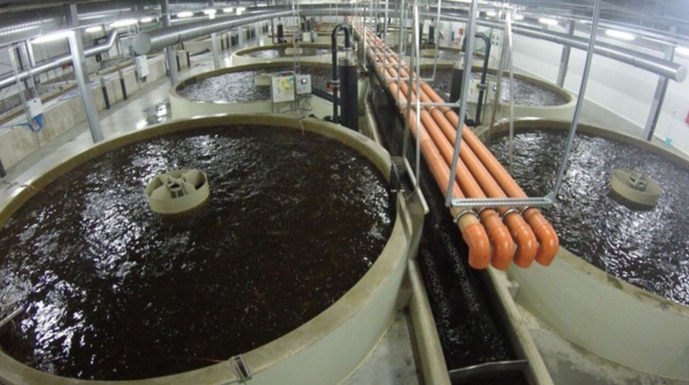 What is Shrimp RAS Farming?