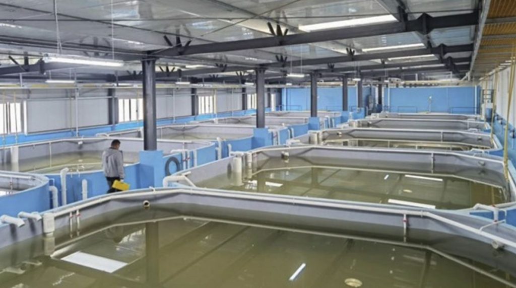 Shrimp RAS farming | Comprehensive Review