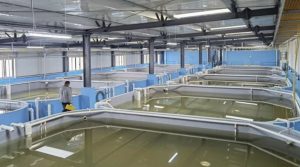 Shrimp RAS farming | Comprehensive Review