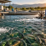 تجهیزات مدرن پرورش ماهی در استخر و سیستم آبزی پروری