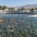 مدیریت کلی مزرعه پرورش ماهی