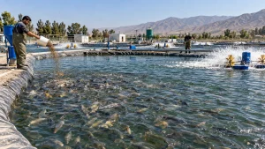 مدیریت کلی مزرعه پرورش ماهی